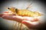 IMNV: an emerging viral disease in Indian shrimp farming