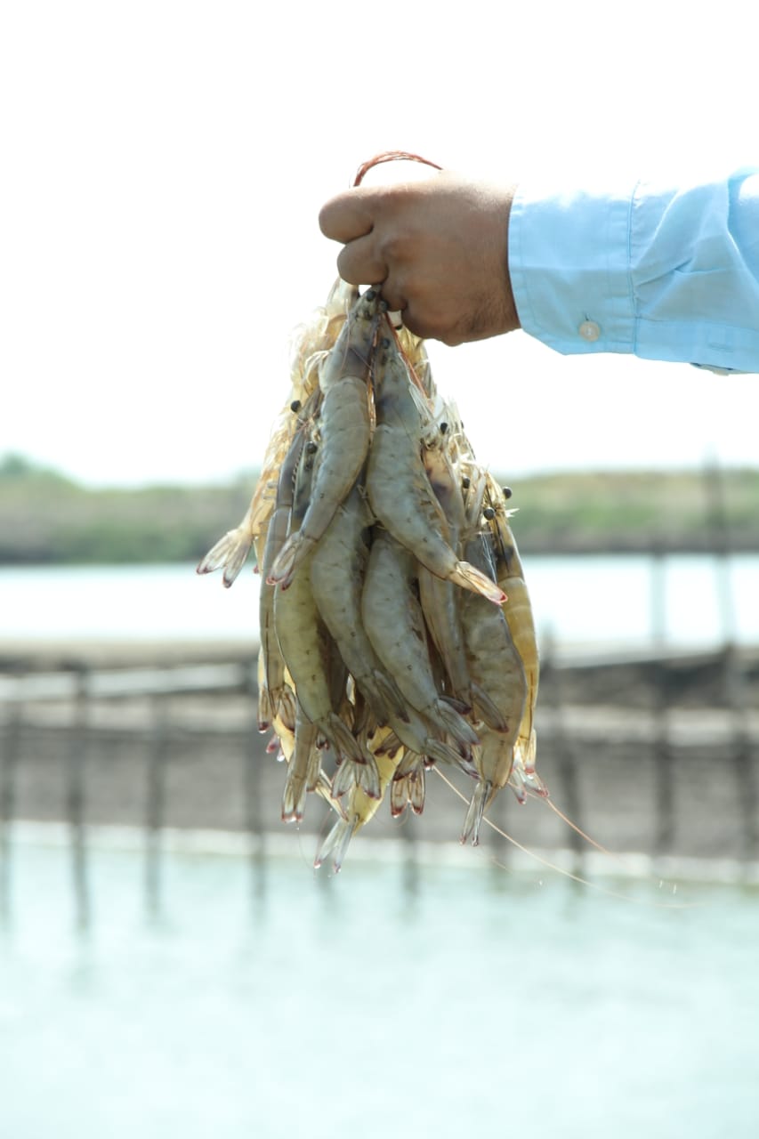 COVID-19 impact on shrimp farming of inland saline areas in India