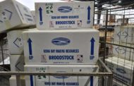 Kona Bay supplies a flight load of 3600 animals to Saptagiri group of hatcheries