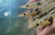 API plans to supply 10000 shrimp broodstock in second quarter