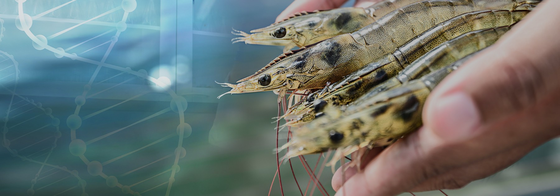 API plans to supply 10000 shrimp broodstock in second quarter