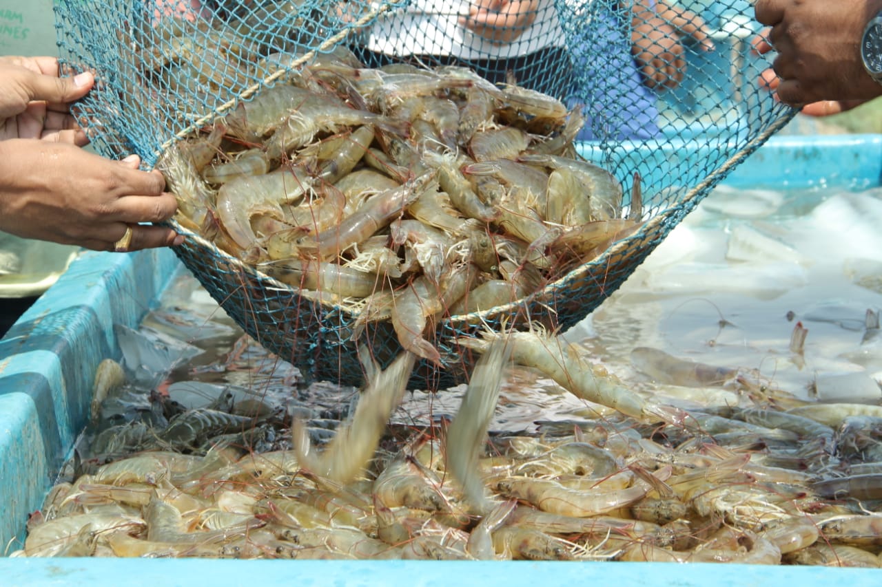 Shrimp farmers in West Bengal go for panic harvest