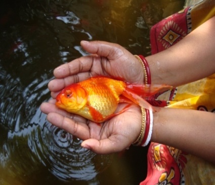 Ornamental fish  trade in India