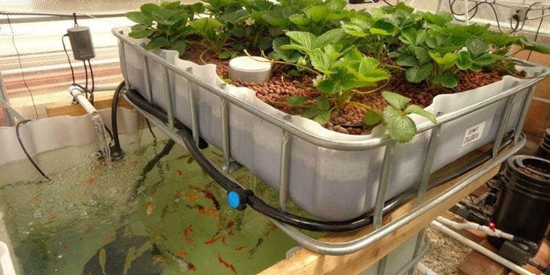 Aquaponics: A promising food production system to meet future challenges