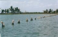 Farm made feed: A promising practice for carp farming