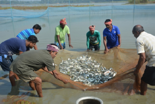 Economic survey: Fisheries sector grows at 10.87 per cent