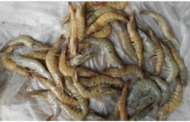 Emerging diseases in shrimp farming