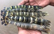 TCRS Shrimp Summit highlights industry progress, promise, despite tariff uncertainty