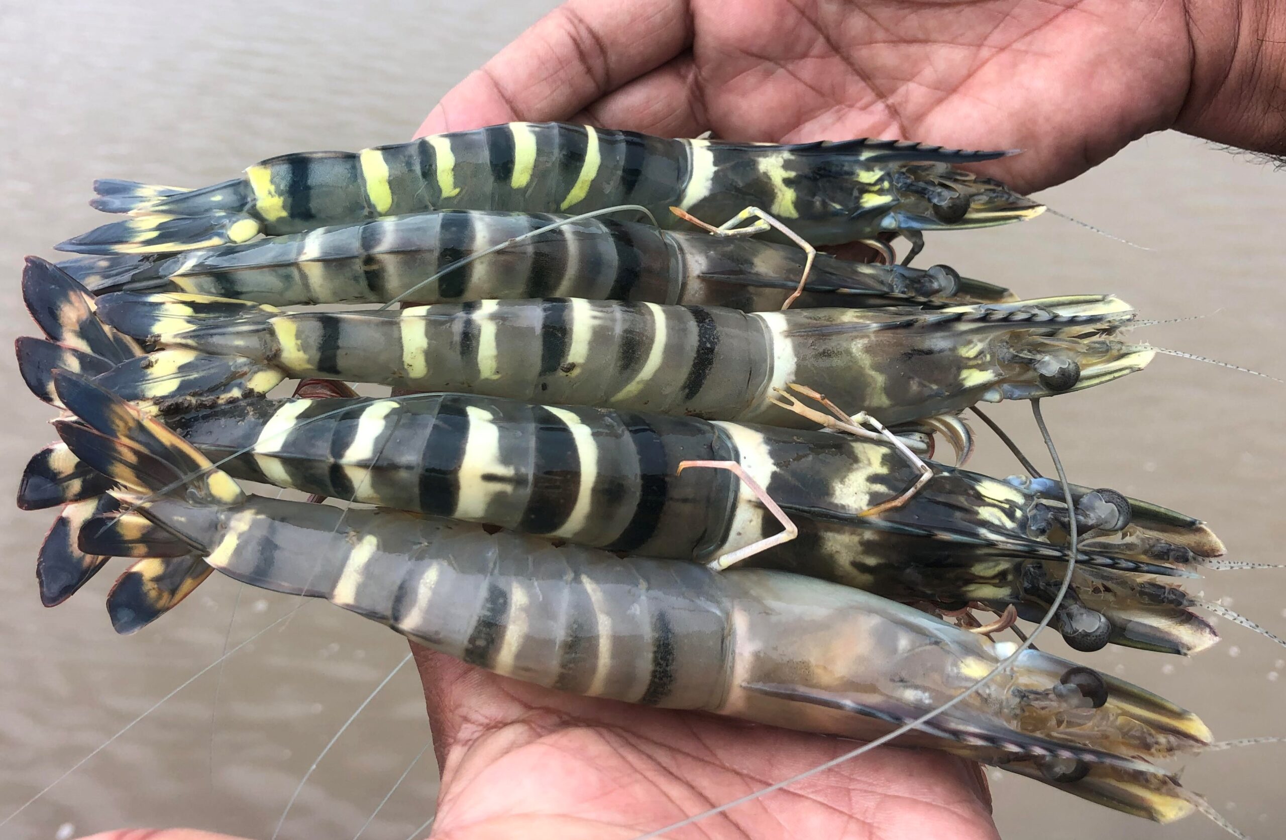 TCRS Shrimp Summit highlights industry progress, promise, despite tariff uncertainty