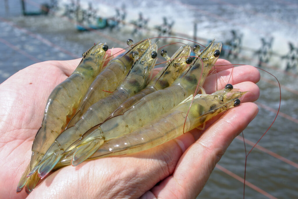 Shrimp industry