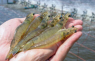 Shrimp Industry lauds budget for duty cuts and Nucleus Breeding Centre initiative
