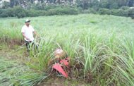 CMFRI’s KVK set to revive once-prosperous lemon grass cultivation