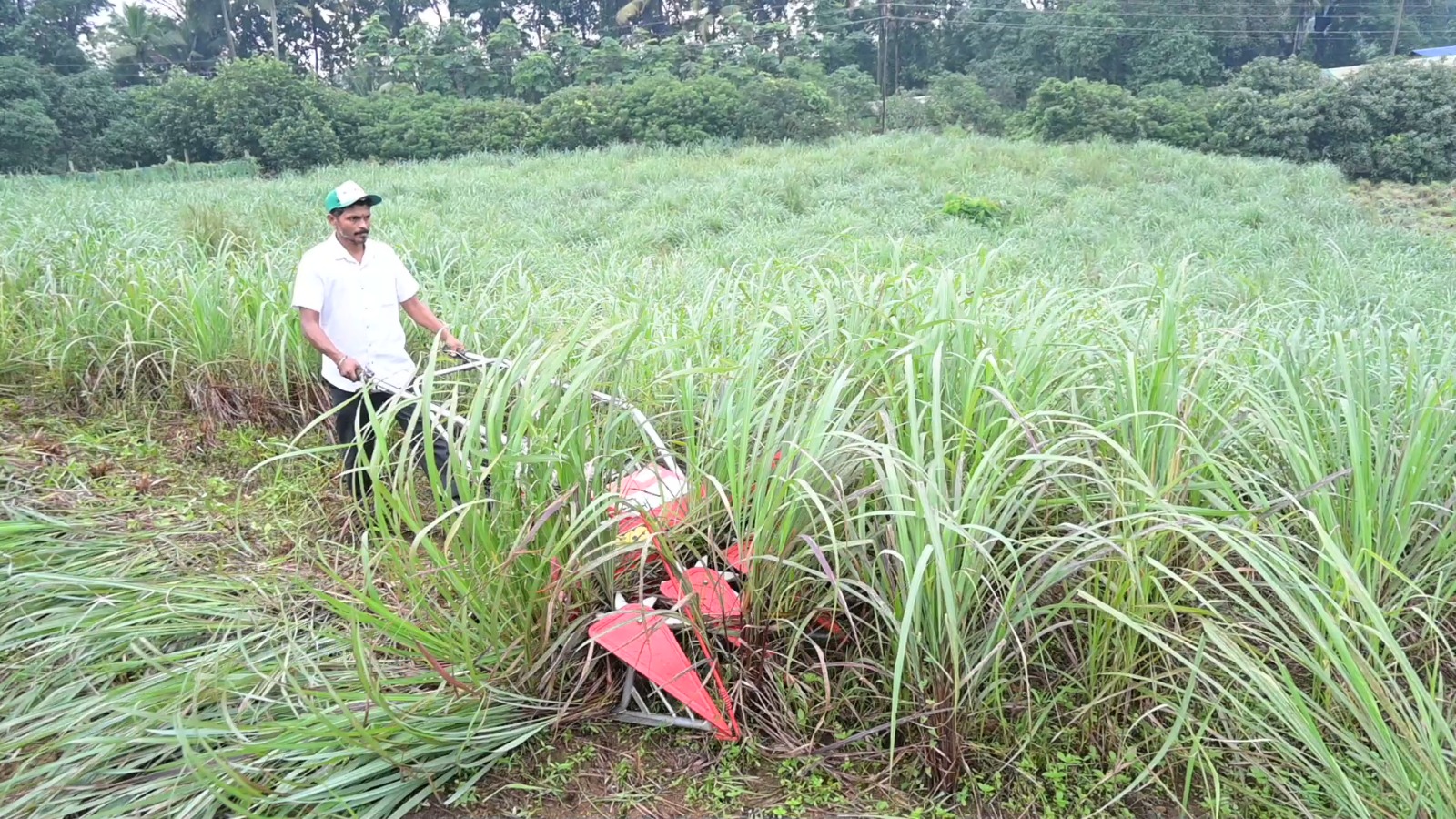 CMFRI’s KVK set to revive once-prosperous lemon grass cultivation