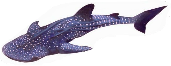 Whale Shark