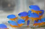 CMFRI achieves breakthrough in seed production of high-value marine ornamental fishes