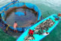 Popularization of ornamental fisheries in schools of Arunachal Pradesh by ICAR-CIFRIand the State Fisheries Department
