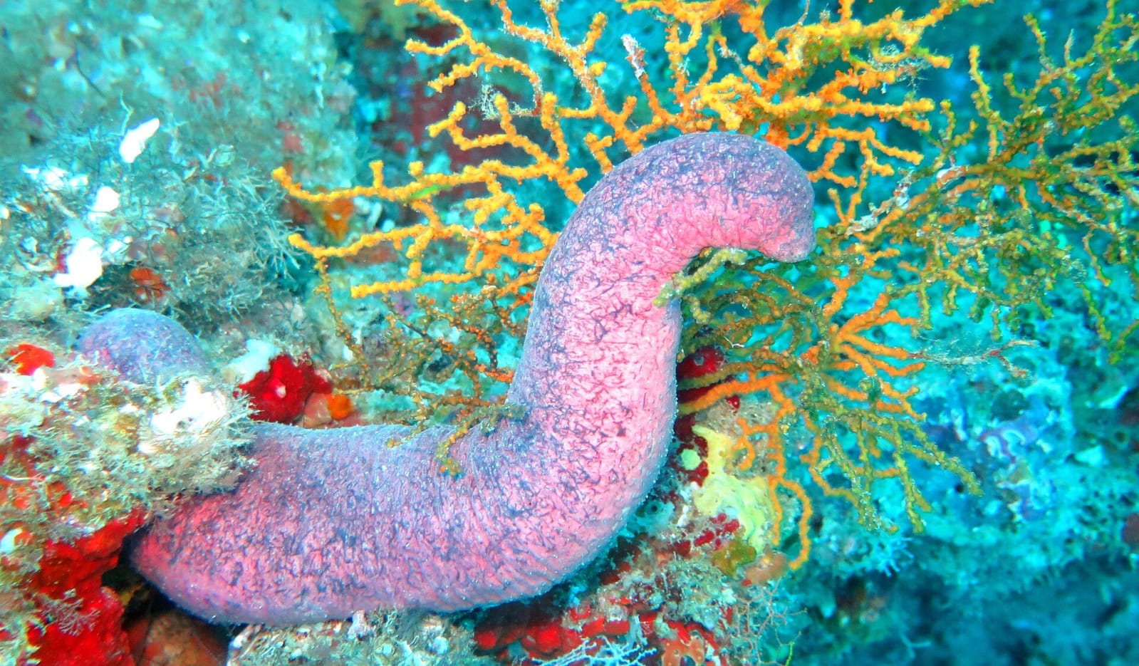Sea Cucumbers Yields Breakthrough Cancer- Fighting Sugar- A Cleaner, Safer Path for Future Therapies