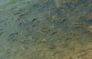 FISH DIVERSITY IN SARYU RIVER, GABHIRAR, SIWAN DISTRICT, BIHAR