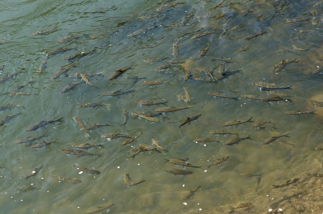 FISH DIVERSITY IN SARYU RIVER, GABHIRAR, SIWAN DISTRICT, BIHAR