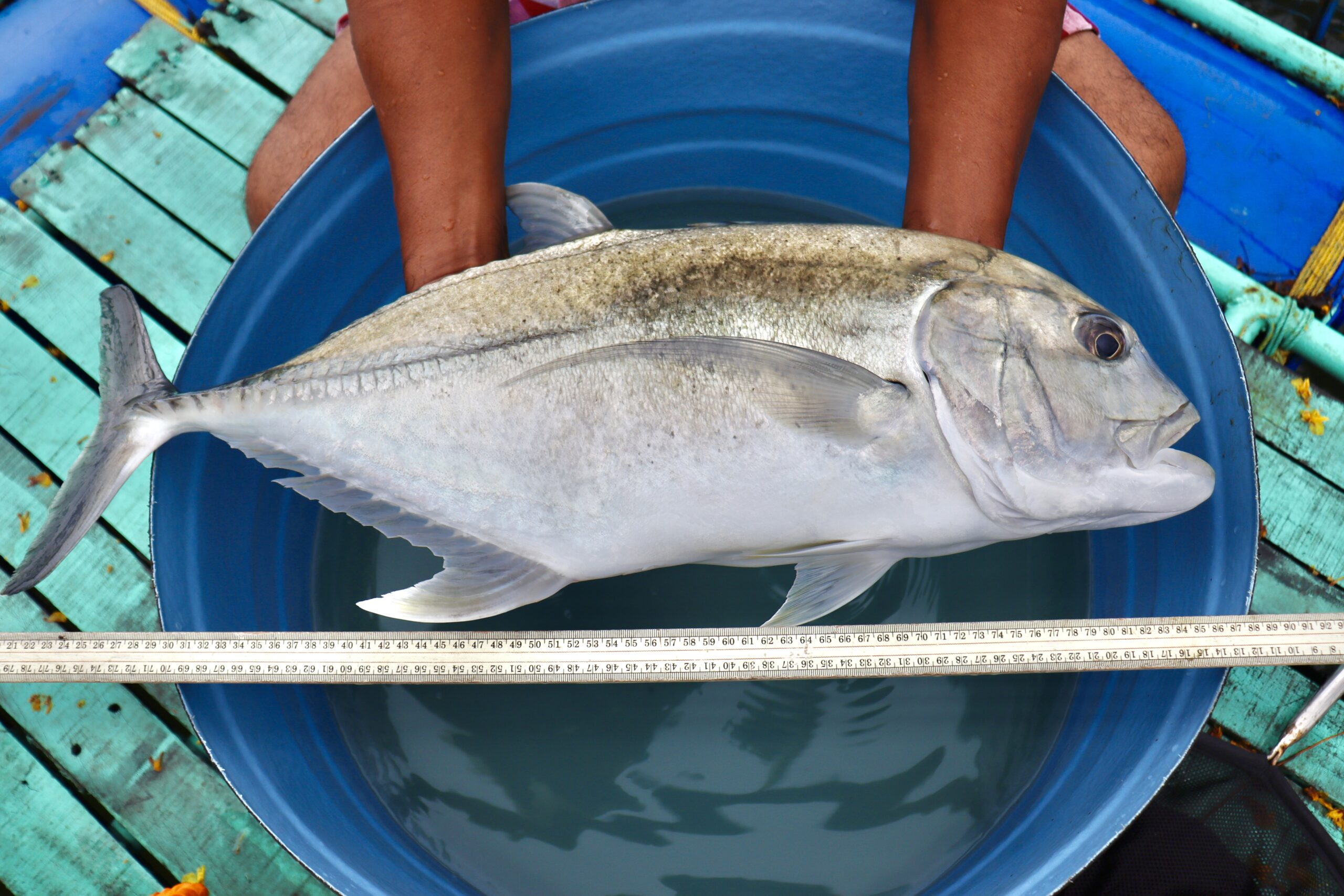 CMFRI's Giant Trevally Breeding Tech Ranks Among Top 5 National Fisheries Innovations