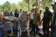 From Reservoir to Refrigerated Vans: Halali Dam Fish Reach Markets Across India