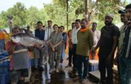 From Reservoir to Refrigerated Vans: Halali Dam Fish Reach Markets Across India